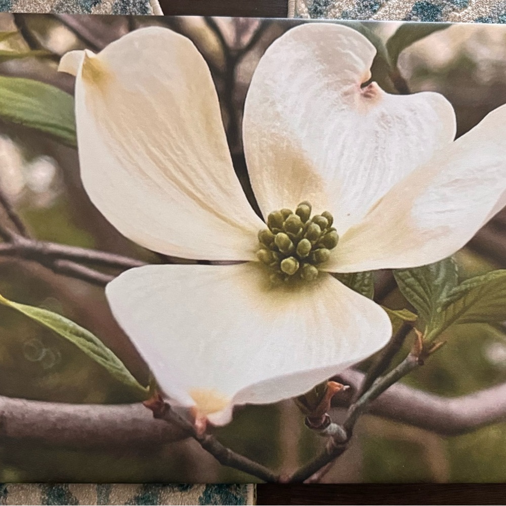 Cream and Green Dogwood Flower Art Photography